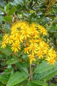 Oligactis coriacea – Yellow Star of the Paramo