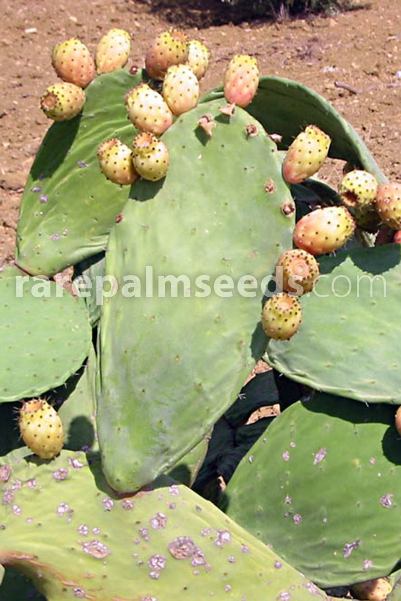 Opuntia Ficus 30 INDIAN FIG CACTUS SEEDS Indica edible cactus 