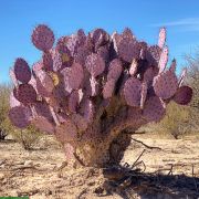 Opuntia santarita – Purple Prickly Pear