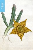 Orbea variegata – Starfish Plant