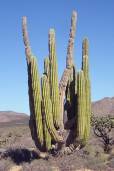 Pachycereus pringlei – Elephant Cactus, Mexican Giant Cactus 