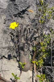 Elephant's Foot Plant 5 Seeds Pachypodium rosulatum subsp cactipes 