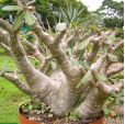 Pachypodium rosulatum subsp. cactipes – Elephant's Foot Plant