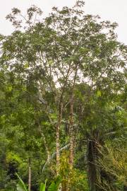 Tree bean Rare 'Riang' Seeds From Thai Parkia timoriana 100 Seeds Nitta tree 