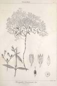 Paronychia canariensis