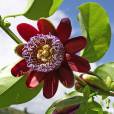 Passiflora alata – Winged Passion Flower