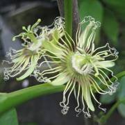 Passiflora auriculata – Black Granadilla