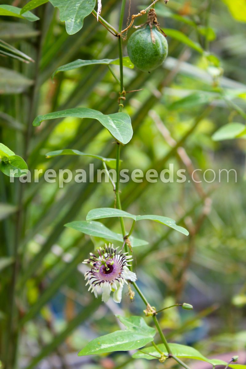 Passiflora Colinvauxii Colinvaux S Passion Flower Buy Seeds At Rarepalmseeds Com
