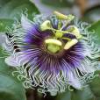 Passiflora edulis f. flavicarpa – Passion Fruit