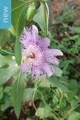 Passiflora incarnata – Maypop, Purple Passionflower, Hardy Passionflower