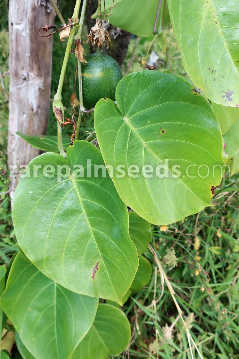 passiflora ligularis – sweet granadilla – buy seeds at