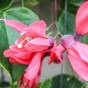 Passiflora princeps – Red Passionflower