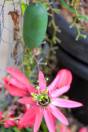 Passiflora princeps – Red Passionflower