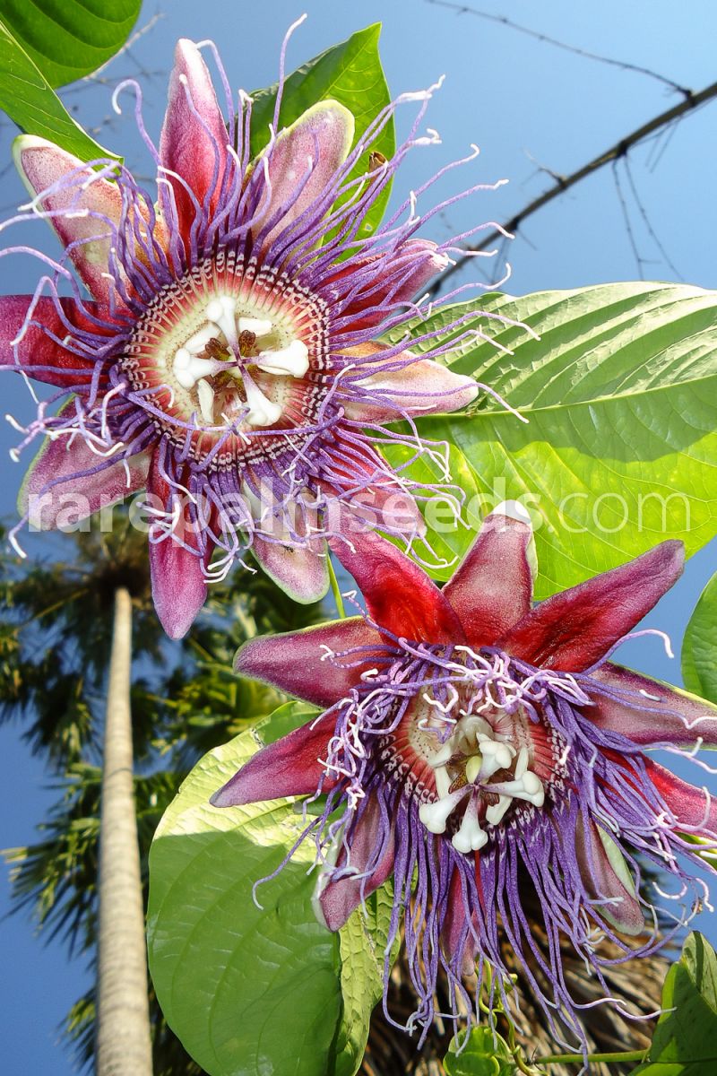 Barbadine Passiflora quadrangularis 5 Graines de plantes tropicales rares
