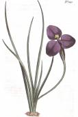 Patersonia sericea – Silky Purple Flag