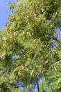 Peltophorum africanum – Weeping Wattle, African Blackwood