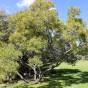 Peltophorum africanum – Weeping Wattle, African Blackwood