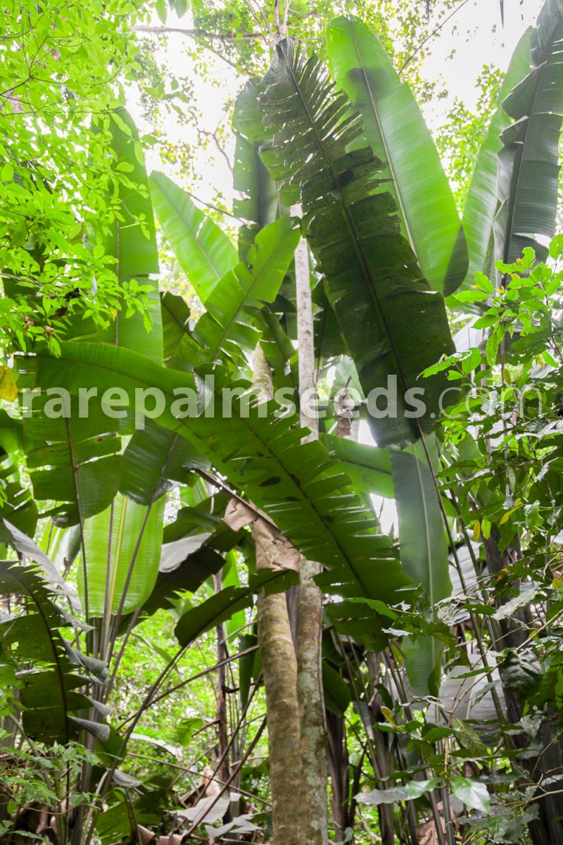 phenakospermum guyannense #843 10 Seeds South American tree of travellers