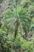Phoenix loureiroi var. humilis – Mountain Date Palm