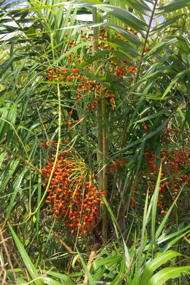 Phoenix paludosa 'Andaman Islands' – Andaman Mangrove Date Palm