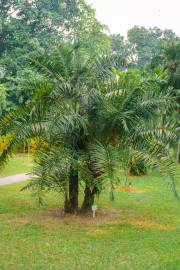 Phoenix pusilla – Ceylon Date Palm