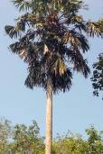 Pholidocarpus macrocarpus