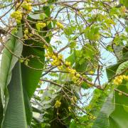 Phyllanthus acidus – Otaheite Gooseberry