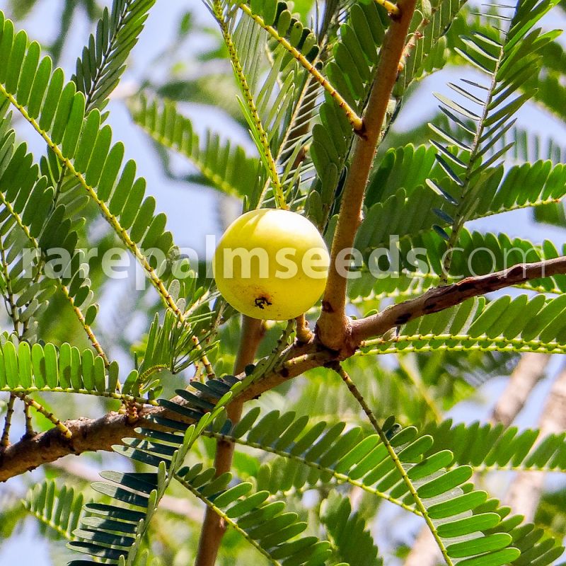 Phyllanthus Emblica Indian Gooseberry Amla Buy Seeds At Rarepalmseeds Com