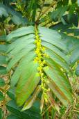 Phyllanthus juglandifolius – Bigleaf Leafflower