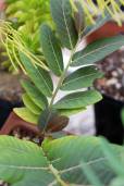 Phyllanthus mirabilis – Caudex Leafflower