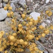 Physalis crassifolia – Desert Groundcherry