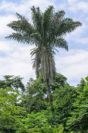 Phytelephas aequatorialis – Tagua Palm