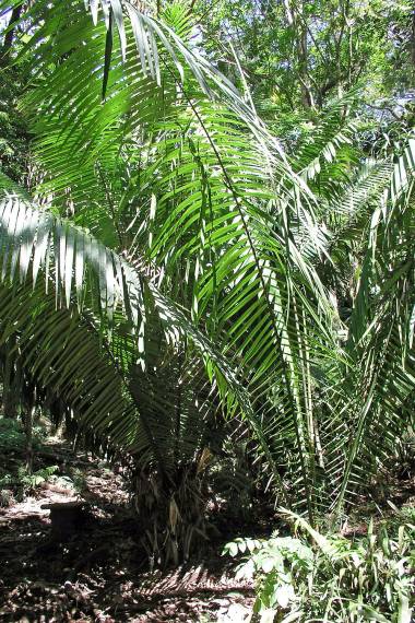 Phytelephas seemannii – Seemann's Ivory Nut Palm