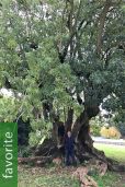 Phytolacca dioica – Elephant Tree, Ombú