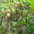 Phytolacca rivinoides – Venezuelan Pokeweed