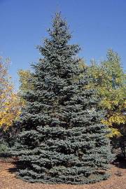 Picea pungens – Colorado Blue Spruce