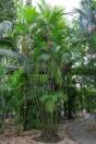 Pinanga dicksonii – Indian Ivory Cane Palm
