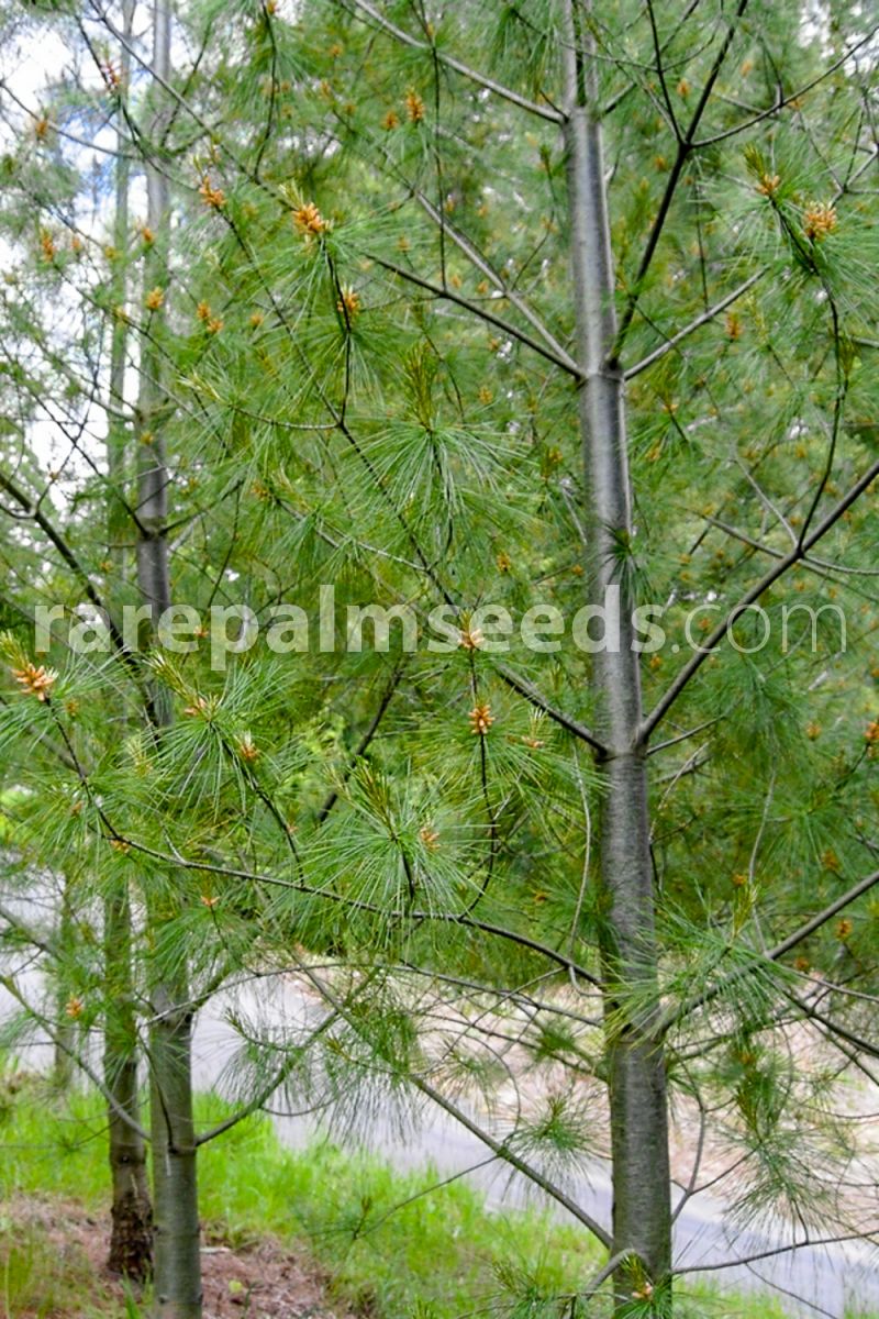 Pflanze Armand-Kiefer chinesische Art David´s-Kiefer Pinus armandii