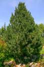Pinus cembra – Swiss Stone Pine