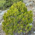 Pinus cembroides var. bicolor – Pino piñonero