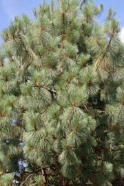 Pinus engelmannii – Apache Pine