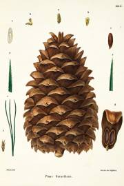 Pinus gerardiana 'Waziristan' – Chilgoza Pine, Nepal Nut Pine