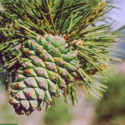 Pinus gerardiana 'Kohistan' – Chilgoza Pine, Nepal Nut Pine