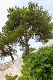 Pinus halepensis – Aleppo Pine