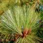 Pinus hartwegii – Hartweg's Pine, Endlicher's Pine