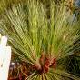 Pinus hartwegii – Hartweg's Pine, Endlicher's Pine