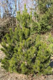 Pinus heldreichii – Bosnian Pine