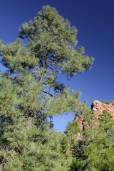 Pinus leiophylla – Chihuahua Pine