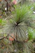 Pinus montezumae – Montezuma Pine, Ocote