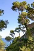 Pinus pinaster – Maritime Pine, Cluster Pine